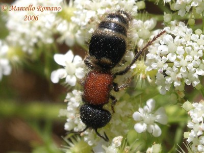 COLEOTTERI NEL FORUM - Famiglia Cleridae